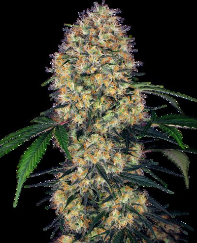Amnesia XXL Automatic