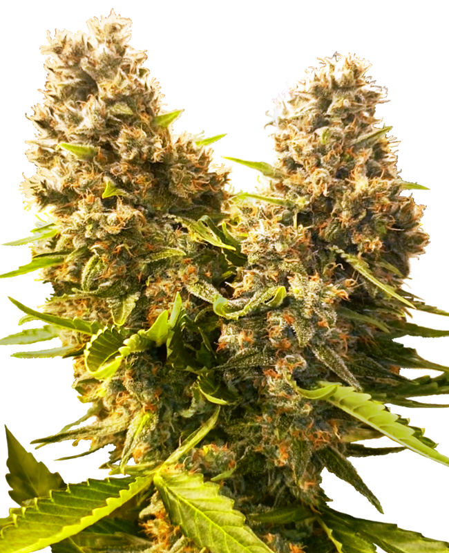 banana-kush-cake-automatic-image