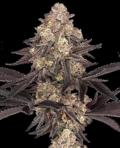 Black Cherry Reserve