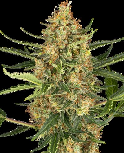 Blueberry Bubblegum Automatic