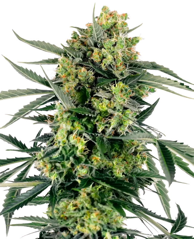 blueberry-candiez-automatic-image