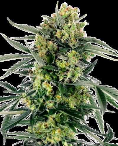 Blueberry Candiez Automatic
