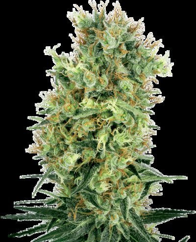 Cali Orange Bud