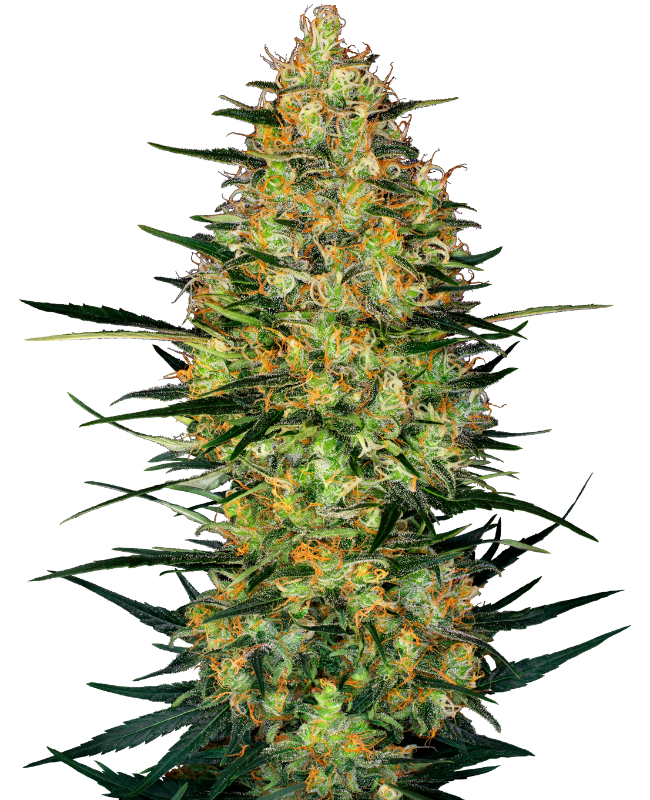 caramellow-kush-automatic-image