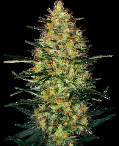 Caramellow Kush Automatic