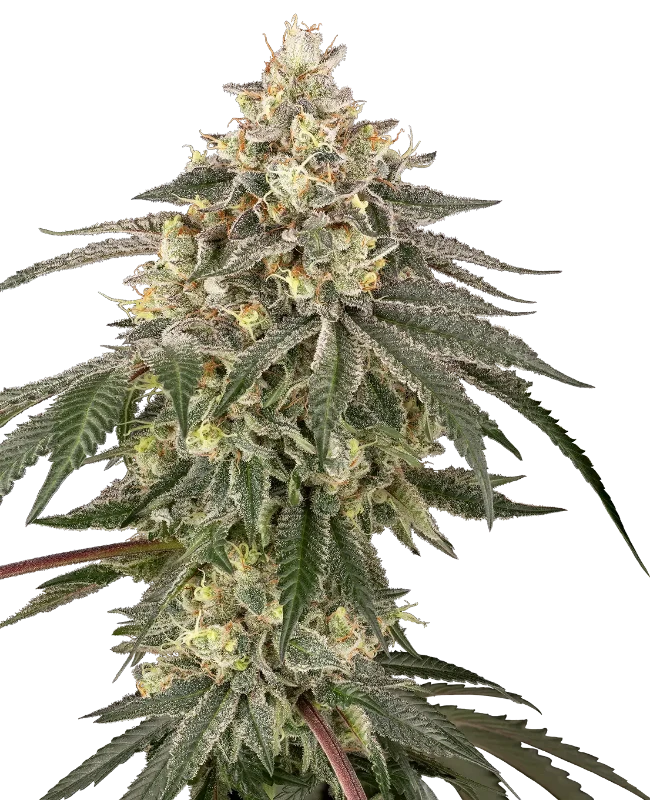 cherry-gas-image