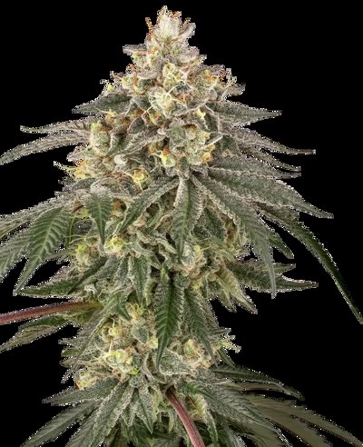 Cherry Gas