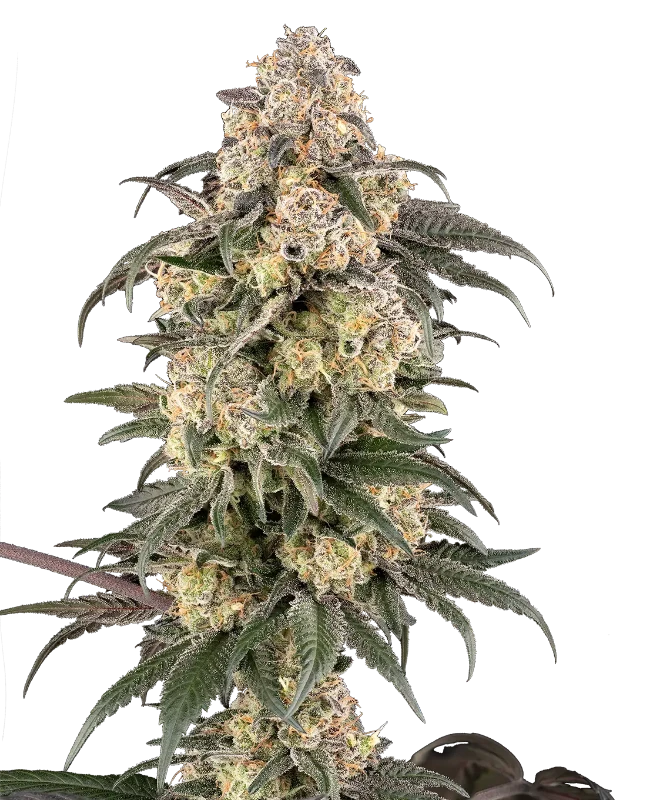 chocolate-bananza-image