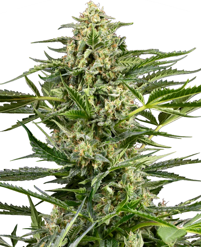 citrus-fuel-automatic-image