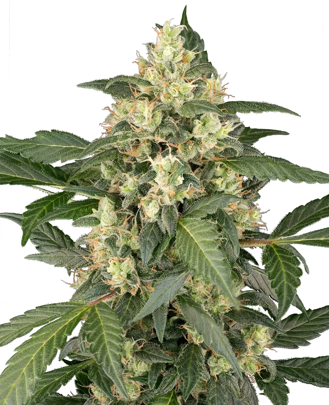 copenhagen-sour-automatic-image