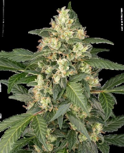 Copenhagen Sour Automatic