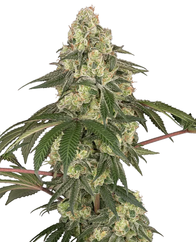 dragon-milk-image