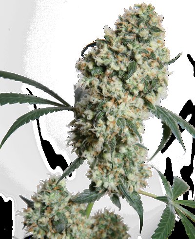Ed Rosenthal Super Bud®