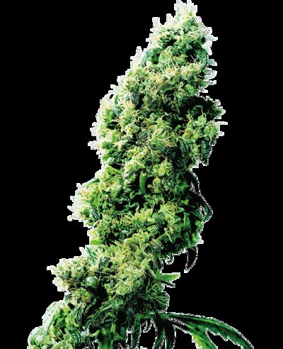 Four-Way®