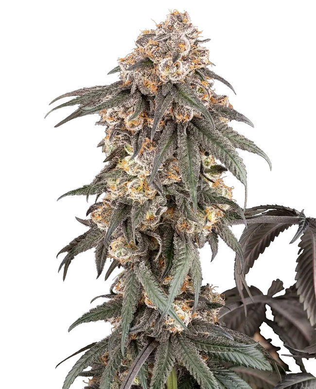 gasoline-sherblato-image