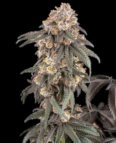 Gasoline Sherblato