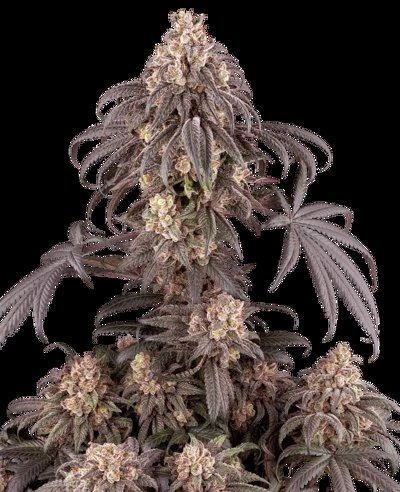 Gun Smoke