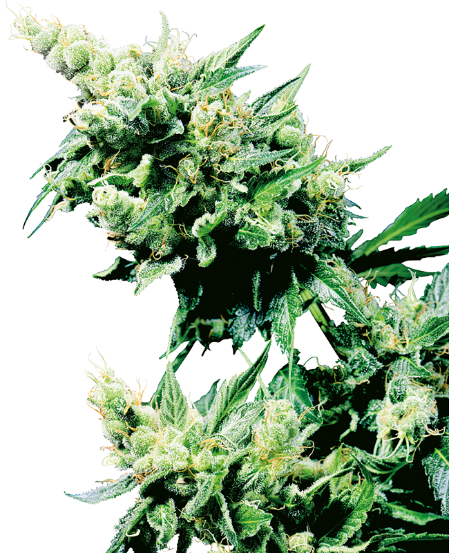 hash-plant-image