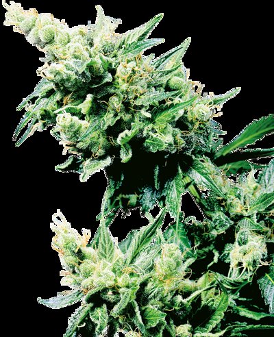 Hash Plant®