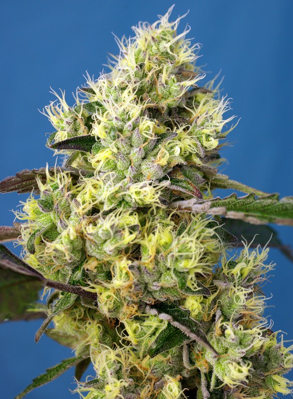 sweet-gelato-auto®-image