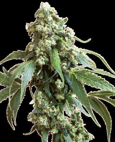 Jack Flash®