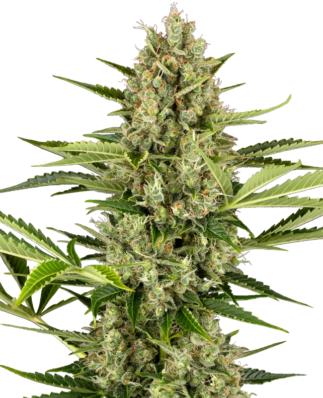 jack-herer-automatic-image
