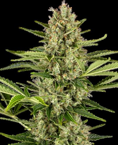 Jack Herer Automatic