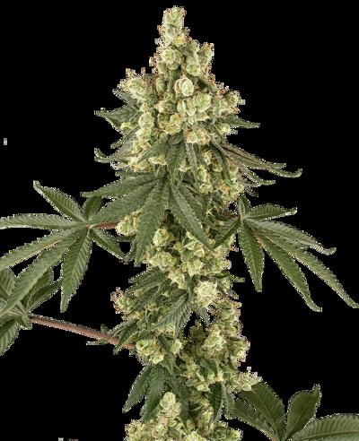 Lambo Haze
