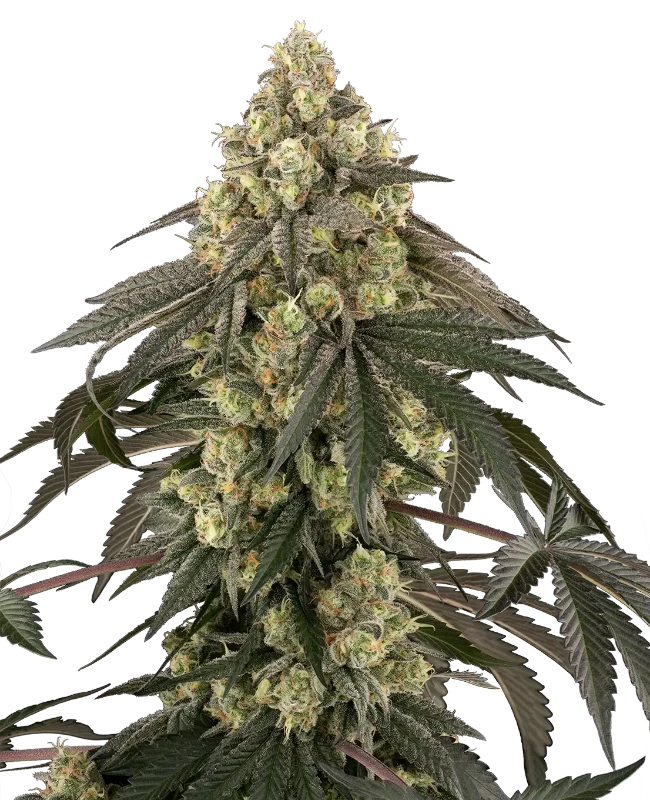 loud-kush-image