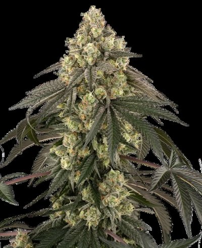 Loud Kush