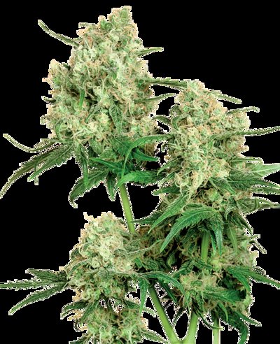 Maple Leaf Indica®
