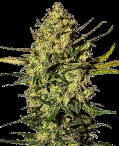Master Kush Automatic