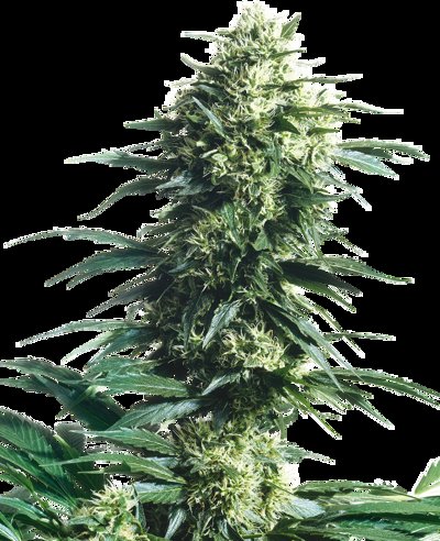 Mother's Finest®