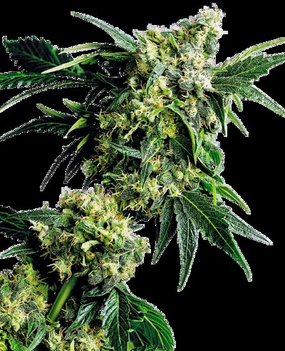 Mr. Nice G13 X Hash Plant®