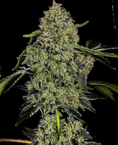 OG Kush Automatic
