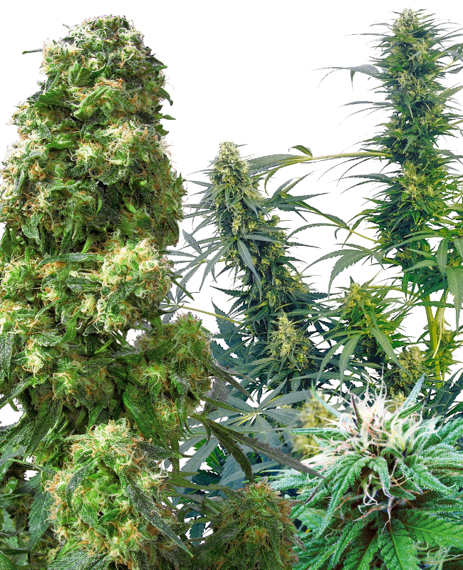 outdoor-mix-image