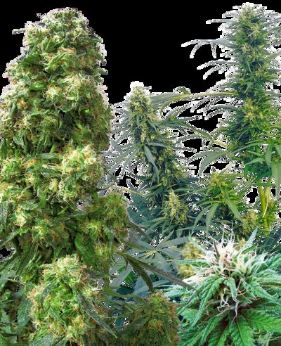 Outdoor Mix