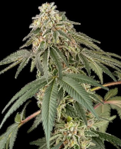 Papaya Roll