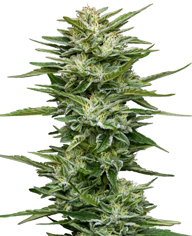 pineapple-kush-cake-automatic-image