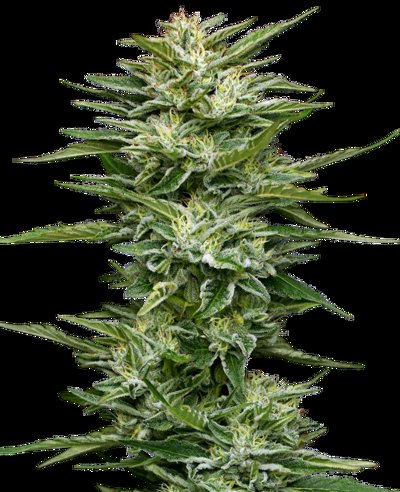 Pineapple Kush Cake Automatic