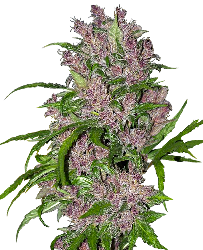 purple-bud-automatic-image
