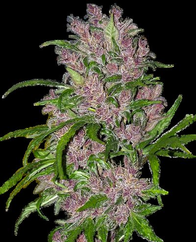 Purple Bud Automatic