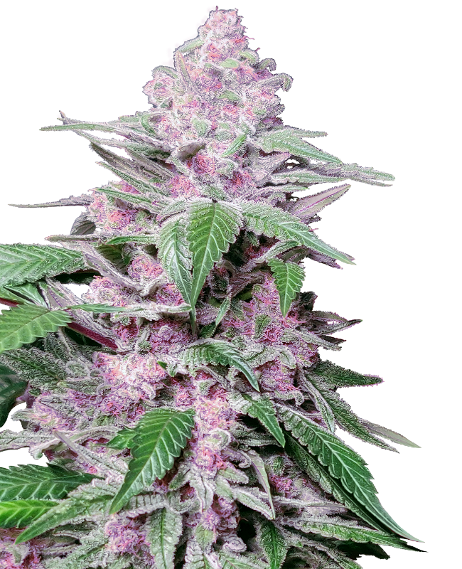 purple-cookie-kush-image
