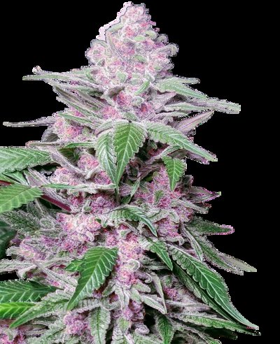 Purple Cookie Kush