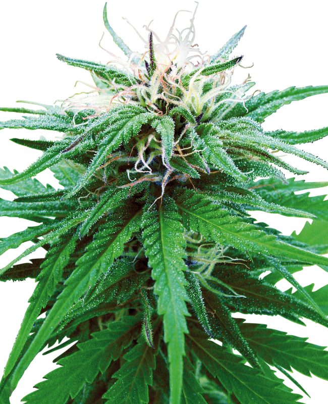 ruderalis-indica-image
