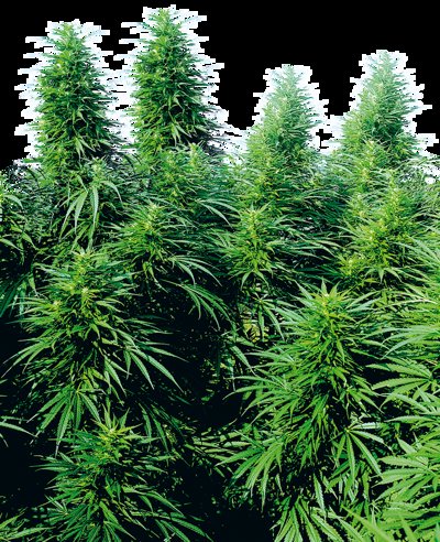 Ruderalis Skunk®