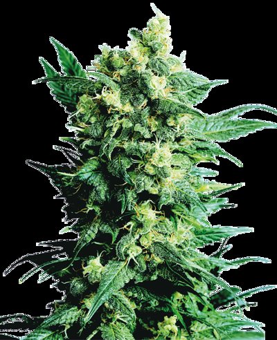 Shiva Shanti II®