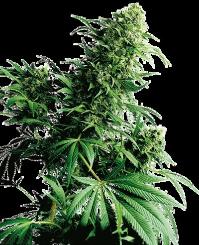 Shiva Shanti®