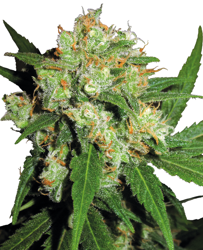 skunk-image