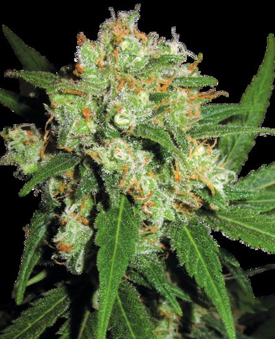 Skunk